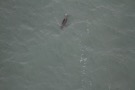 Missing Picture